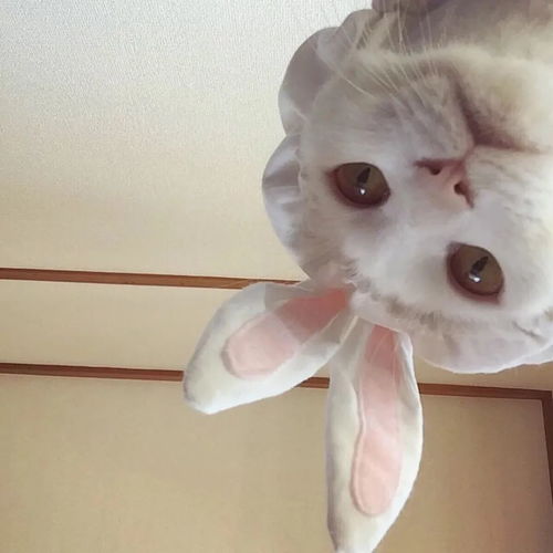 可爱打盹猫头像女生萌分手
