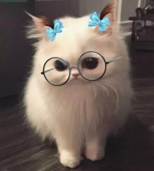 猫咪太会享受,躺在正熟睡的金毛身上,被发现后落荒而逃