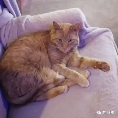 高情商猫咪花三年时间入驻自己想要的家