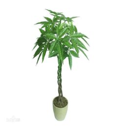 大开集团.云开园林室内植物养护技术