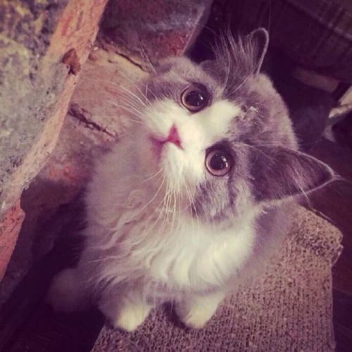 猫粮品牌排行不知道该信哪个猫妈教你看猫粮排行