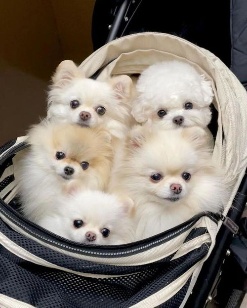同时养很多只小型犬是什么体验...要被萌炸了
