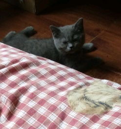 英国短毛猫蓝猫妹妹