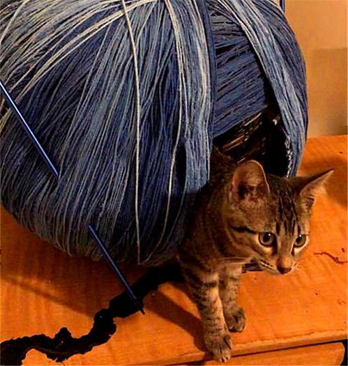 女生和蓝猫的头像猫窝