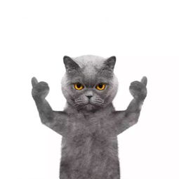 女生和蓝猫的头像弄湿