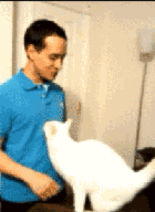 gif猫咪萌物来自美馔如命的图片分享
