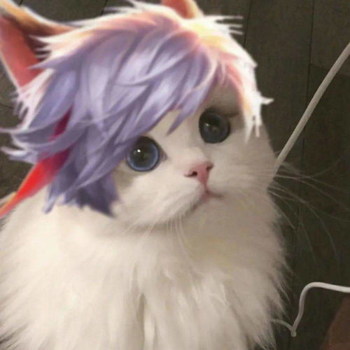 王者荣耀猫头第4期女神团喵咪接头头像,这么可爱的猫从哪里来的