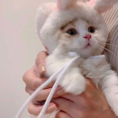 可爱头像萌宠小猫咪