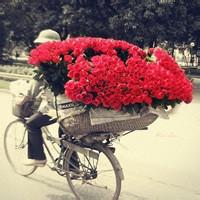 玫瑰花头像带字带玫瑰花的女生头像