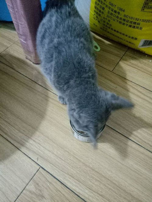 女孩买来一只英短蓝猫,喂养不到两月时间,医生直接建议说安乐死