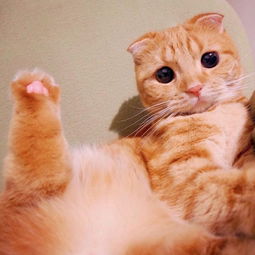 萌界之王muta一个眼神就能让猫奴们俯首称臣