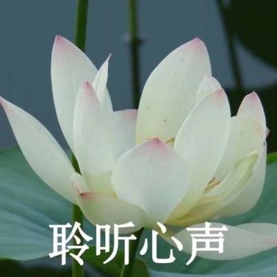 女生微信佛卡通头像图片大全枯山水