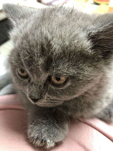 不足一岁,小女生,特别亲人,每次喂完猫粮都会站...