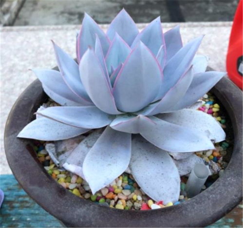 多肉中的广寒仙子,养护过程有4怕,学会了仙气飘飘幽蓝高贵