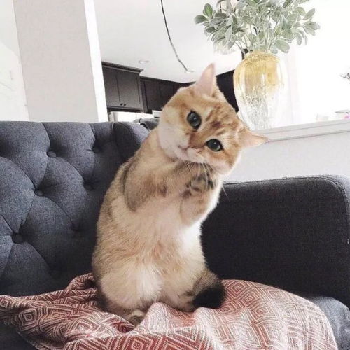 女头像是猫说明单身书房