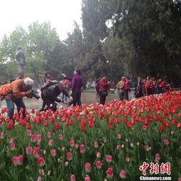 荷兰原生种郁金香首次亮相北京中山公园
