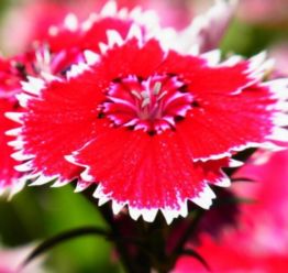 这是什么花