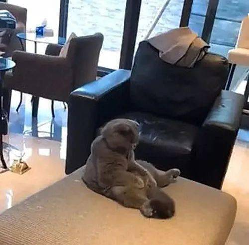 强行带蓝猫去做了绝育,隔天再去看时,却有些不敢面对它了