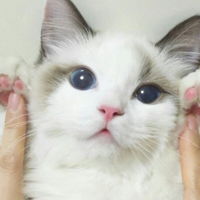 清冷破碎感白月光头像女有小猫文字头像