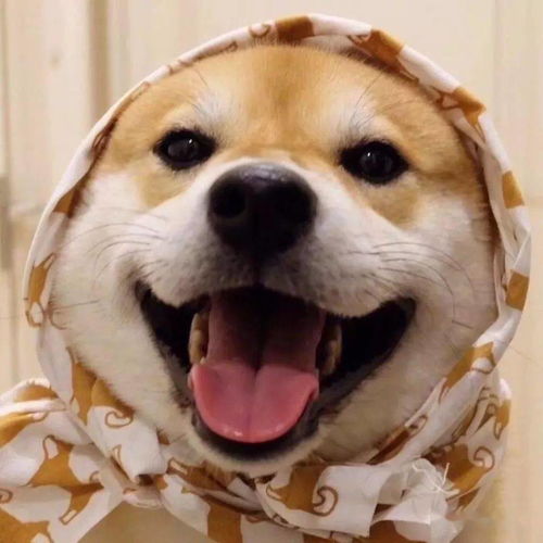 狗狗届的网红,柴犬价格分析赤色