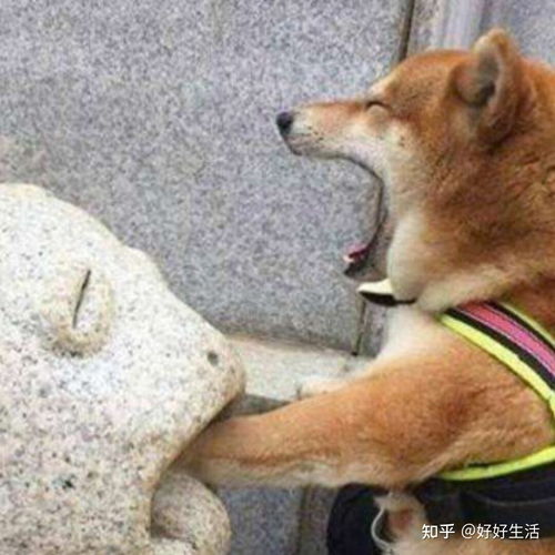 女生专属沙雕可爱的个性签名
