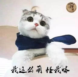 这些都是正经的猫片