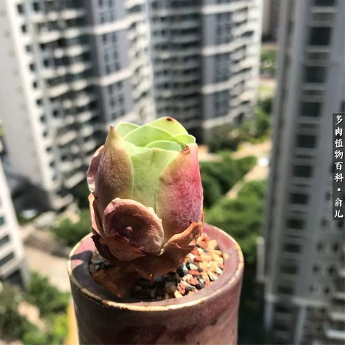 盛夏玫瑰美,多肉给我带来的一丝清凉