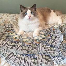 发财猫祝您新年财运旺旺