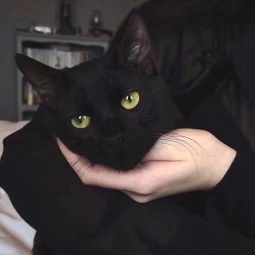 头像图片丨女生头像丨可爱的猫系女头1214