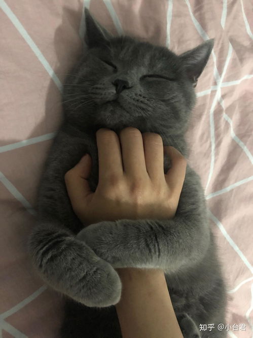 英短蓝猫绝育会对发腮有什么影响吗