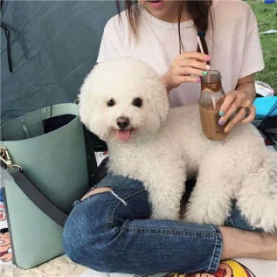呆萌比熊犬头像宠物比熊图片大全可爱
