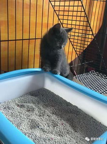 女孩网购一只英短蓝猫,喂养不到一周时间,我们的噩梦就开始了