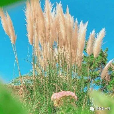 每日心语岁月静好,是人生的一种追求,一种心态