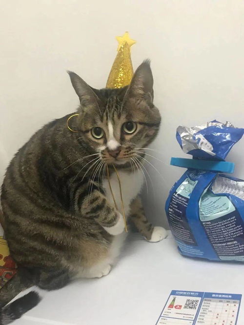 为什么小猫咪对人类的食物很感兴趣