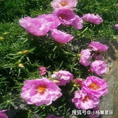 外表最漂亮的三大生肖女,也是最旺夫的,你想要吗