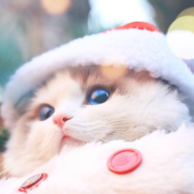 情侣头像猫咪可爱两张2020情侣头像高清猫咪一组