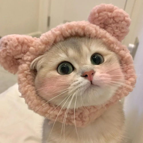 可爱猫咪头像大胆点生活你没有那么多观众