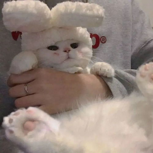 可爱打盹猫头像女生萌一百万