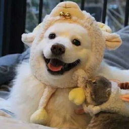 萌货小神犬头像