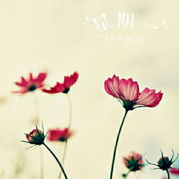 秋天头像女生小清新淡雅师说