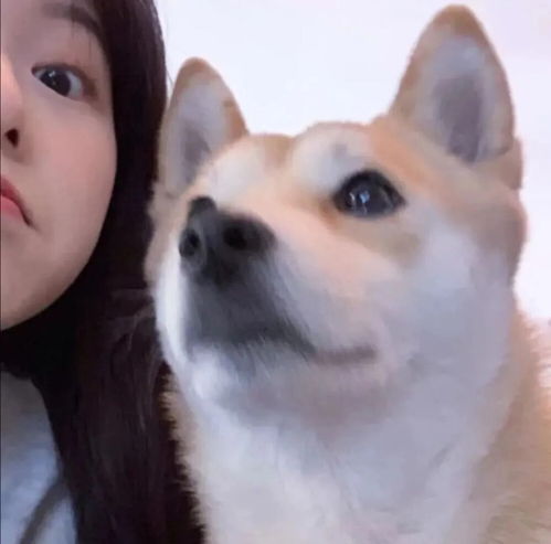 女生头像带动物的女头,欢迎来取