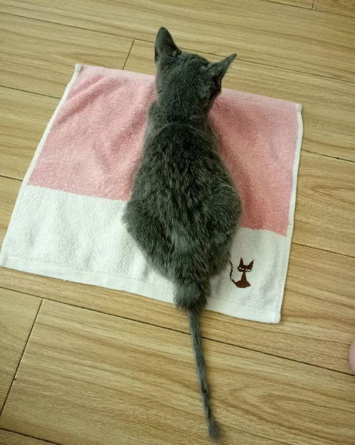 女孩买来一只英短蓝猫,喂养不到两月时间,医生直接建议说安乐死