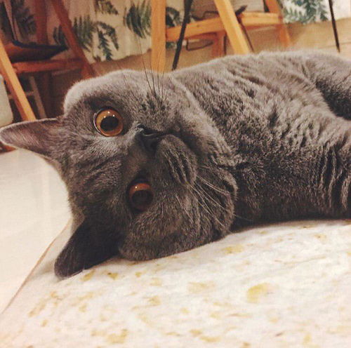 领养无偿领养绝育蓝猫英短