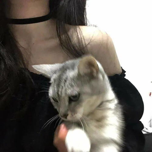 头像图片丨女生头像丨可爱的猫系女头1214