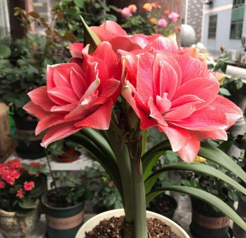 朱顶红只长叶不开花做到这几点,很快冒出大花箭