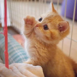 日本一小姐姐养了一对小橘猫,把网友萌到老泪纵横