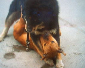 地下斗兽藏獒与美国比特犬生死决斗