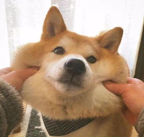 女生头像