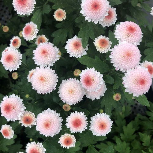 露台养花,养颗珠玉之卵吧,这花既美丽又可爱,三季都有花看