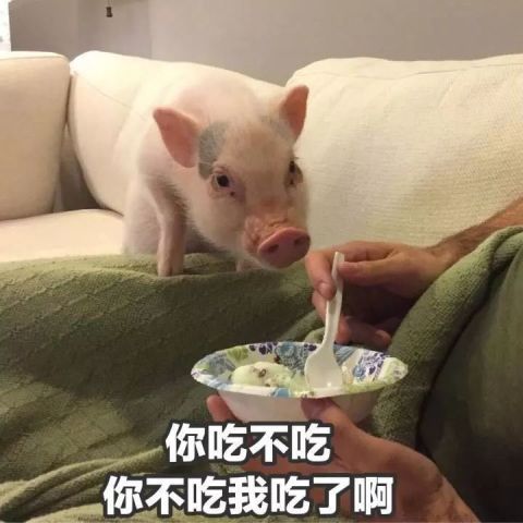 今天少吃一块肉,明年维密我走秀